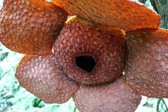 Rafflesia micropylora