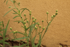 Erigeron