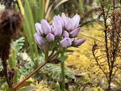 Gentianella corymbosa