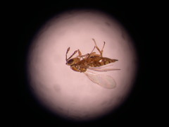 Insecta