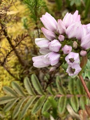 Gentianella corymbosa