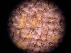 Insecta