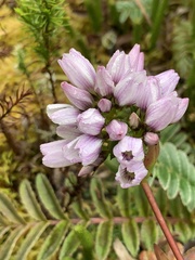 Gentianella corymbosa