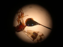 Insecta