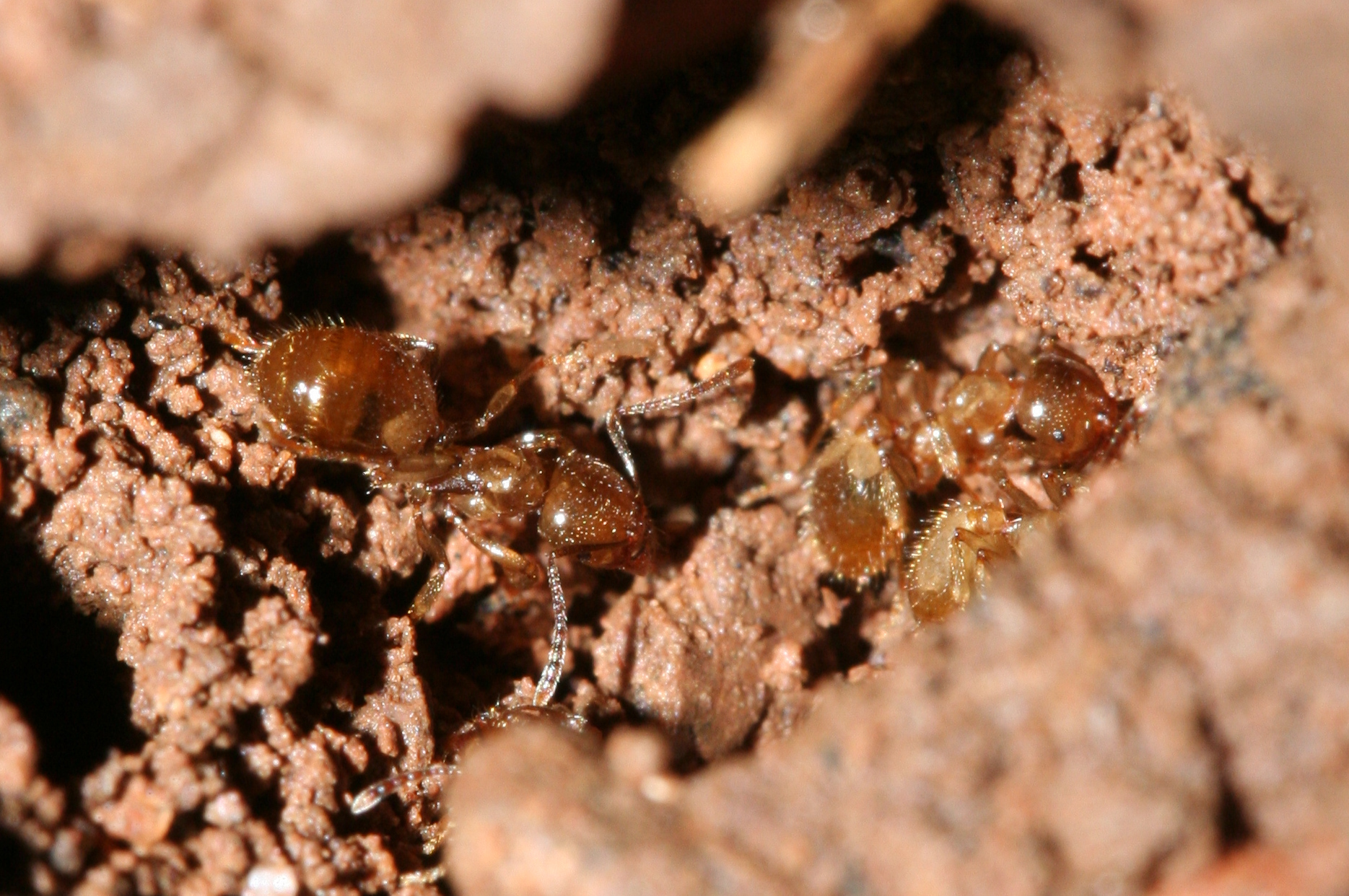 Aphaenogaster dulcineae