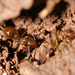 Aphaenogaster dulcineae - Photo (c) Rumsaïs Blatrix, some rights reserved (CC BY-NC), uploaded by Rumsaïs Blatrix