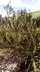 Magnoliopsida