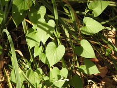 Ipomoea plebeia