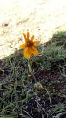 Asteraceae