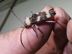 Megacyllene antennata