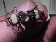 Megacyllene antennata