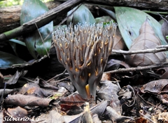 Phaeoclavulina cyanocephala