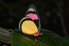 Batesia hypochlora