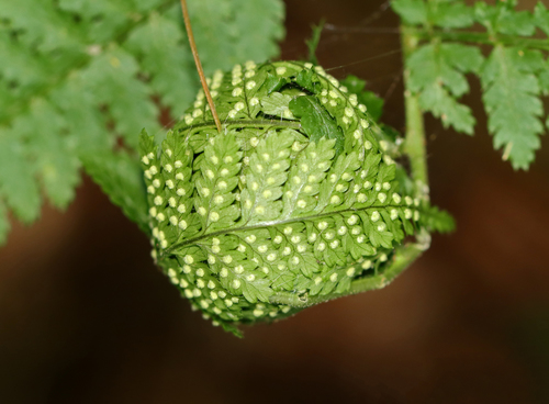 Serpentine Webworm Moth photo 4