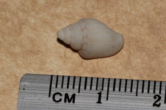 Euplica scripta