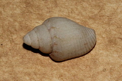 Euplica scripta