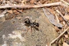 Cataglyphis piliscapa
