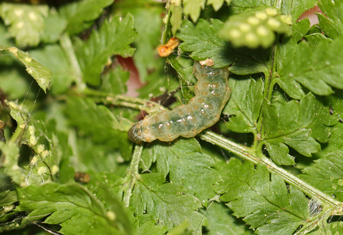 Serpentine Webworm Moth