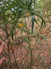 Solanum linearifolium