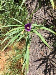 Solanum linearifolium