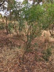 Solanum linearifolium