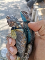 Sceloporus cyanogenys