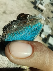 Sceloporus cyanogenys