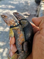 Sceloporus cyanogenys