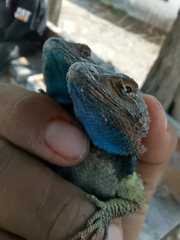 Sceloporus cyanogenys