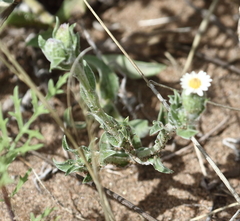 Noticastrum sericeum