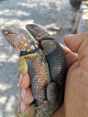 Sceloporus cyanogenys