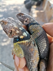 Sceloporus cyanogenys