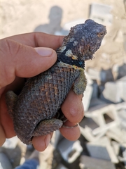 Sceloporus cyanogenys