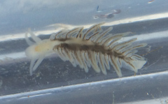 Fiona pinnata