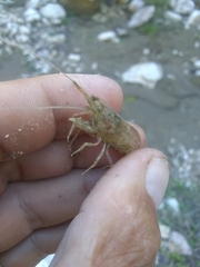 Macrobrachium faustinum