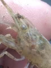 Macrobrachium faustinum