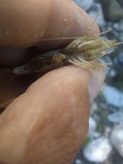 Macrobrachium faustinum