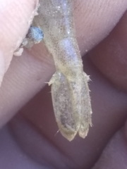 Macrobrachium faustinum