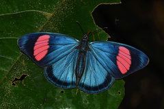 Batesia hypochlora