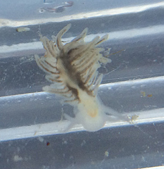 Fiona pinnata