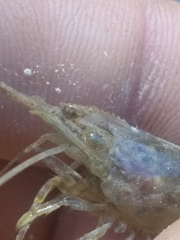 Macrobrachium faustinum