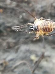 Mitostoma chrysomelas