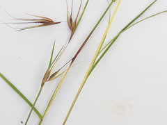 Themeda triandra