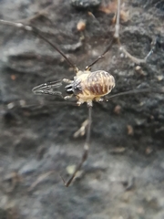 Mitostoma chrysomelas