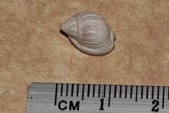 Nassarius jonasii
