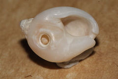 Nassarius jonasii