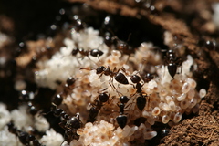 Crematogaster auberti