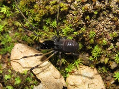 Ischyropsalis