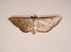 Hypolamprus ypsilon