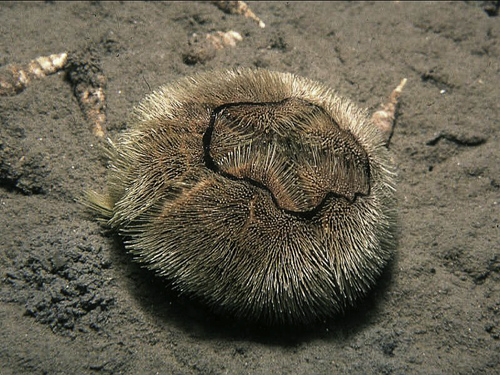 heart urchin